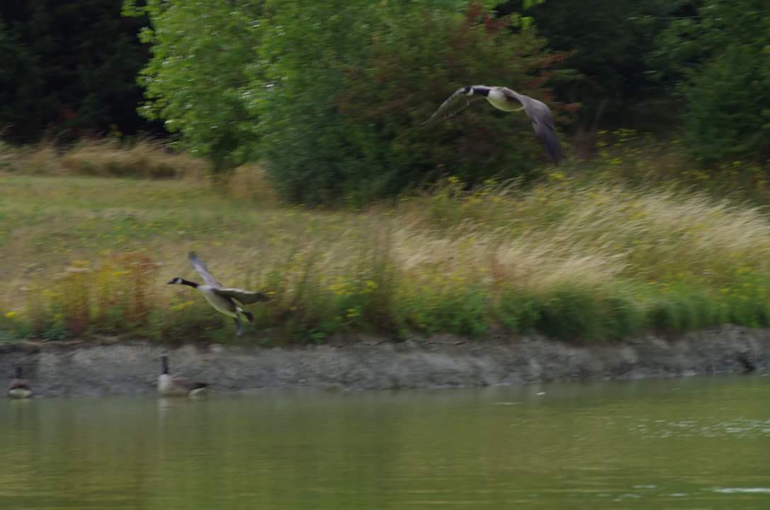 Practising shooting geese with a camera.