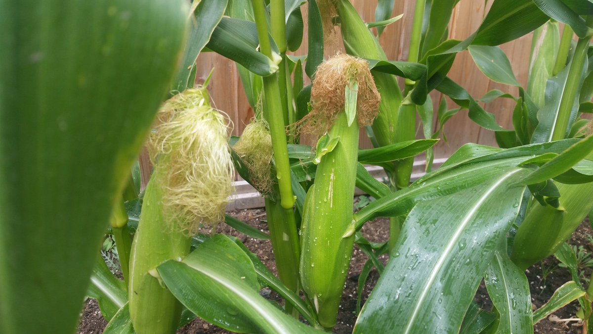 themellowing's tweet photo. a little corn field in my garden ๐ฝ๐ฝ
#homegrown #cornybitch #eatme #nature ๐ https://t.co/zyfpPUysre