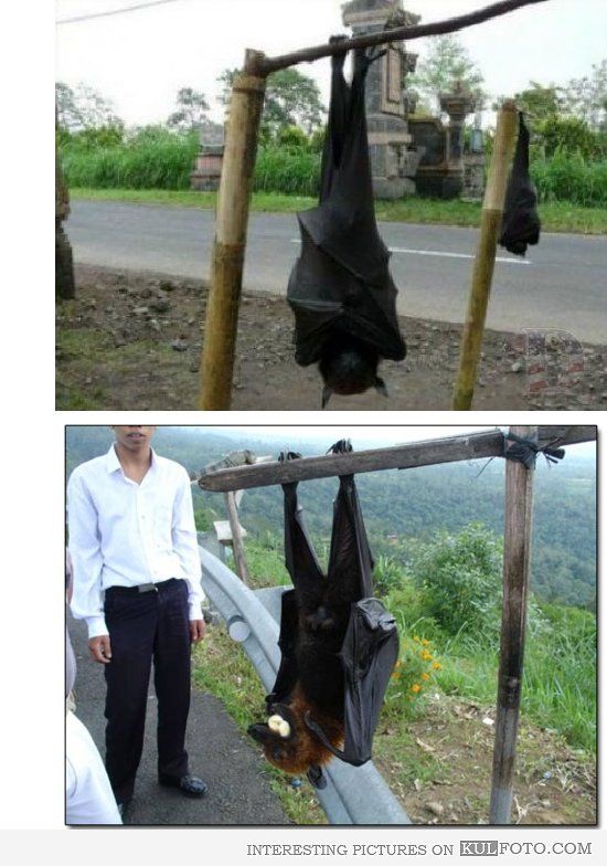 c_deegs's tweet photo. @Ilcapitano94 Flying Fox Bat - The Phillippines https://t.co/EWiCA9pFs4