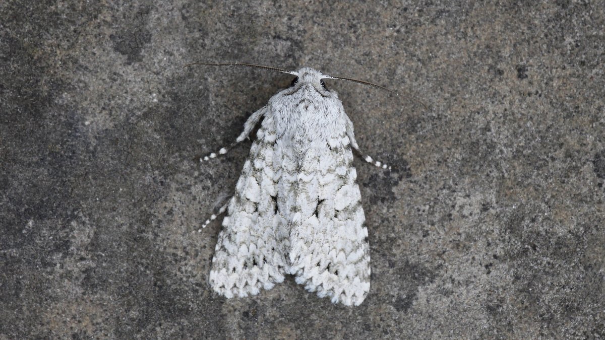 ...... and the images to go with the aforementionned tweet! <a href="/JillWarwick/">Jill Warwick</a> <a href="/DoubleKidney/">Charles Fletcher</a>