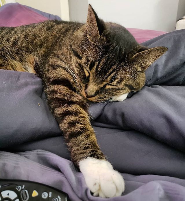 #sunday #naptime #lazycat #sleepykitty #sleepycat #paws #westcoastcat #loganthemax #adoptbcspca #bcspca #bcspcaalumni #adoptdontshop #catloversclub #bestcataward #manxcatsrock #manxcat #manxcatsofinstagram #catsofig #igkitty #topcatmodel #bestmeow #catas… instagram.com/p/BmZKEPXFrXV/