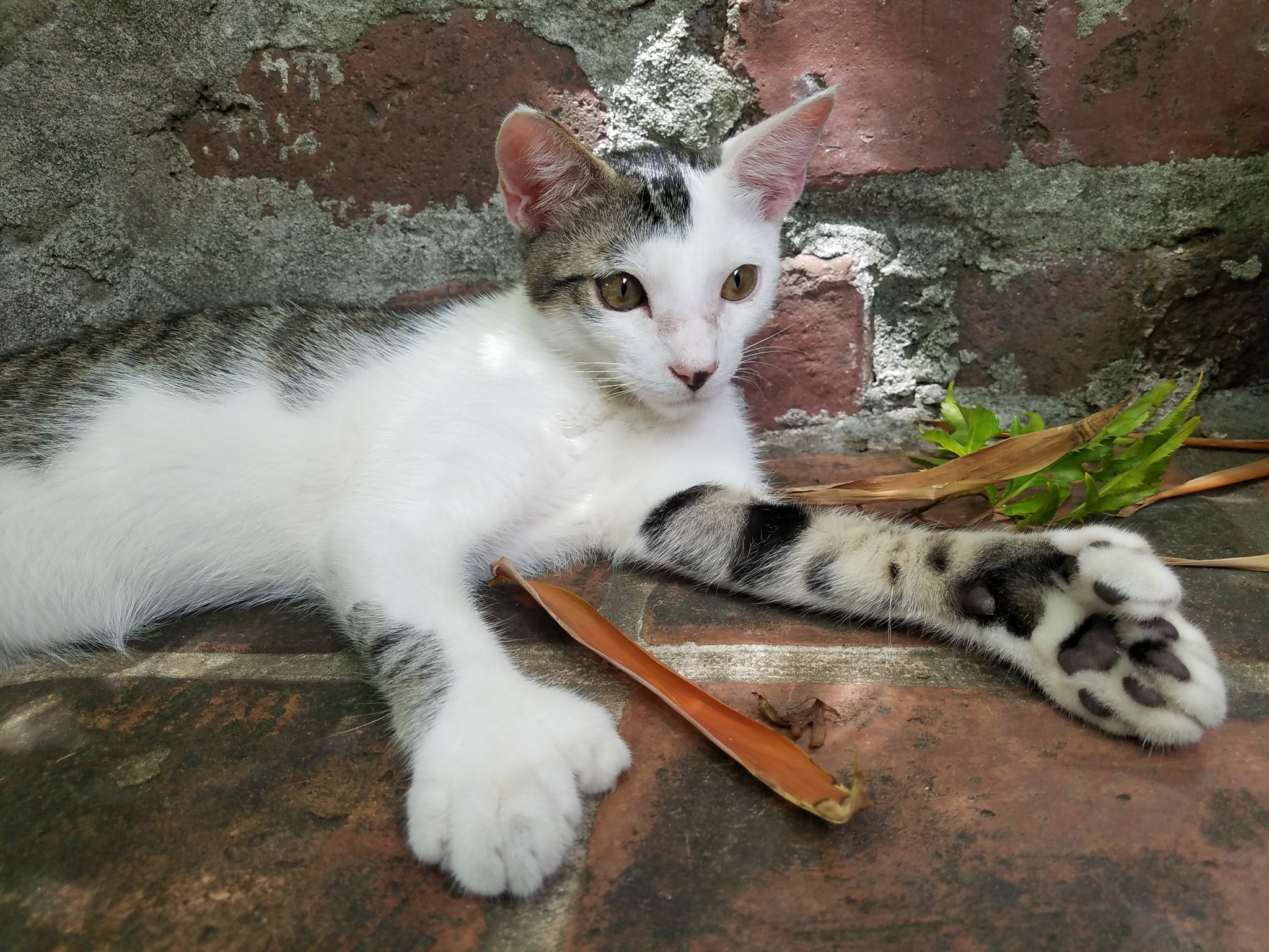 See mom click on twitter hercules is one of the 57 cats that