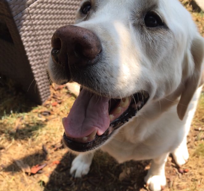 SniffSeattle's tweet image. #Happy girl Lucy. 💙 Daniel pic. #dogsofseattle sniffseattle.com/albums/l-photo…