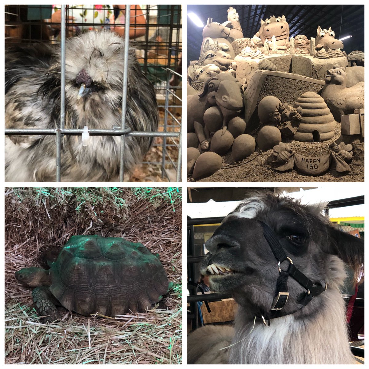 fordand's tweet photo. a few things I saw at the fair! #clarkcountyfair  #llama #sandcastle #fair #turtle #chicken #fairfun https://t.co/PsixozAp7G