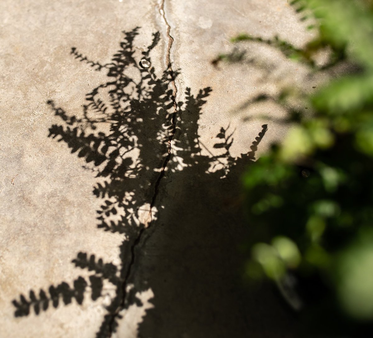 Your yard can seem like a mystery, with you as the detective, when you’re figuring out what plant should go where.  🌿 Find out how to make your own sun map of your yard in our blog post --------->> ow.ly/z1hX30lm95v 

#garden #gardening #gardens #howtogarden #homedecor