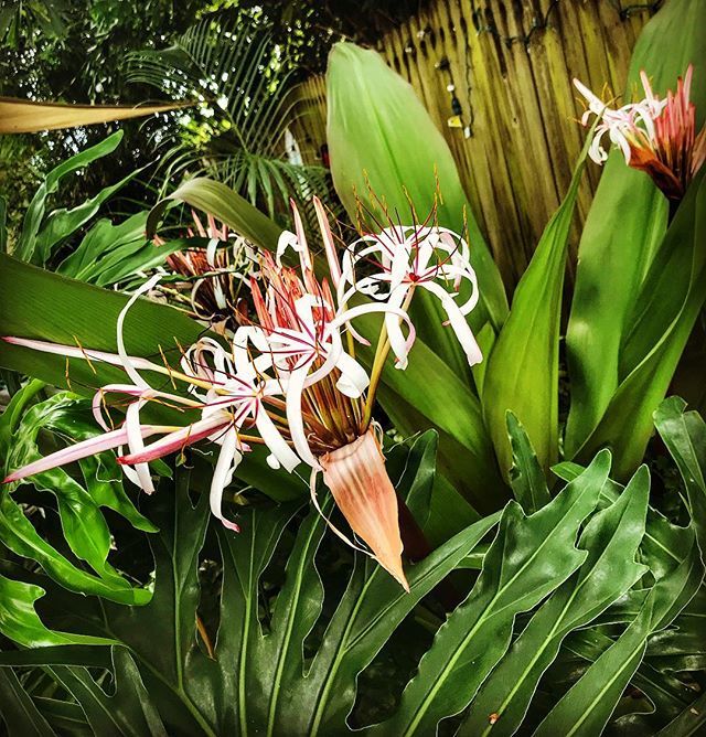 ThisJoyfulLife's tweet photo. 🌸🌿
.
#FlowersInBloom #BackyardBeauty #GreenThumb #ThisJoyfulLife https://t.co/dTZp0y9dG4 https://t.co/Oi3Dg88WHp