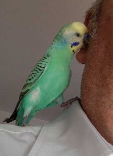 viorell2011's tweet photo. @RadioGalega podes compartir? Perdín ao meu perico PIKITO na zona da Pontepedriña en Santiago e preciso saber se alguén o ten ou sabe algo de él... O meu teléfono é 667298183 https://t.co/CdVbtWNpAH