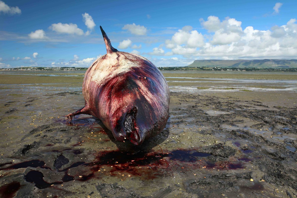 Carl Brennan tweet media