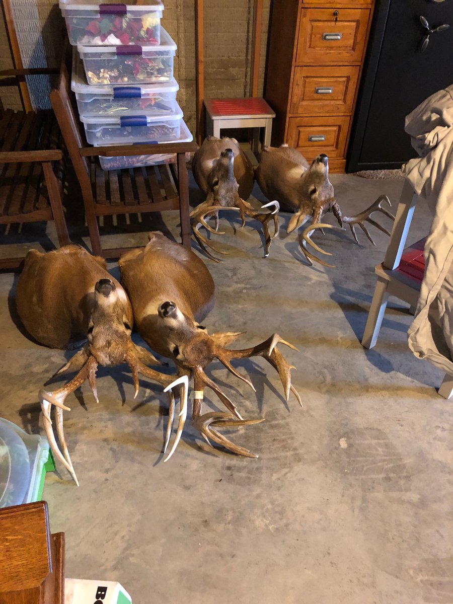 PoodleIA's tweet image. #movingproblems @TheCrushTV