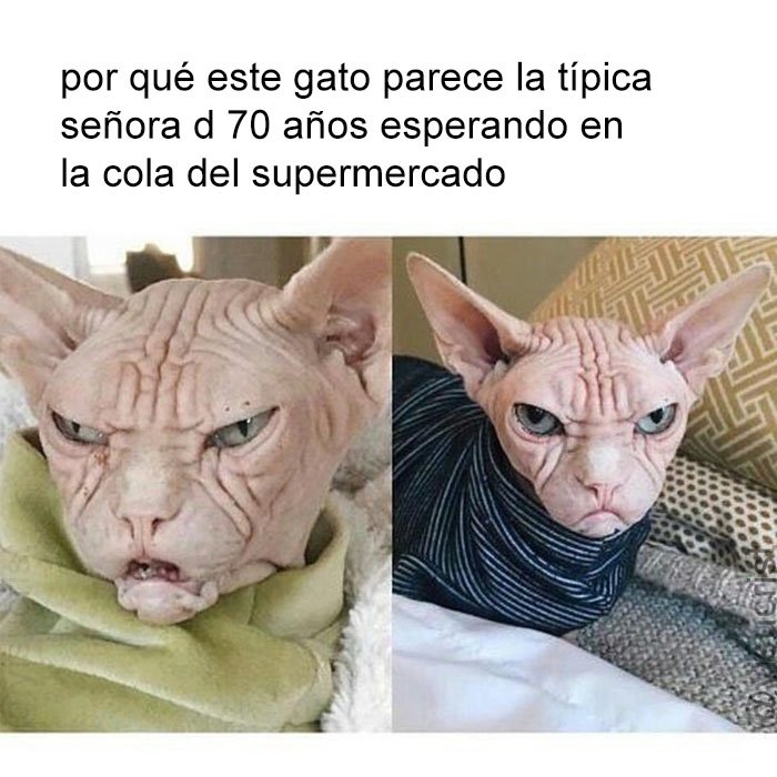 yisucrist's tweet photo. mi animal espiritual https://t.co/KooMuoVaou