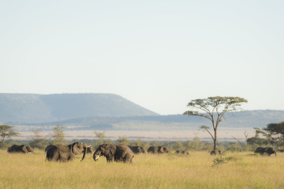 grumetifund's tweet photo. Happy #ElephantDay!  We are celebrating a fourfold increase in the elephant population at the Singita Grumeti concessions despite the Africa-wide poaching pandemic.  

Help us and the rest of the world protect and preserve elephants. 

#BeElephantEthical #SingitaGrumetiFund https://t.co/11exq6flEu