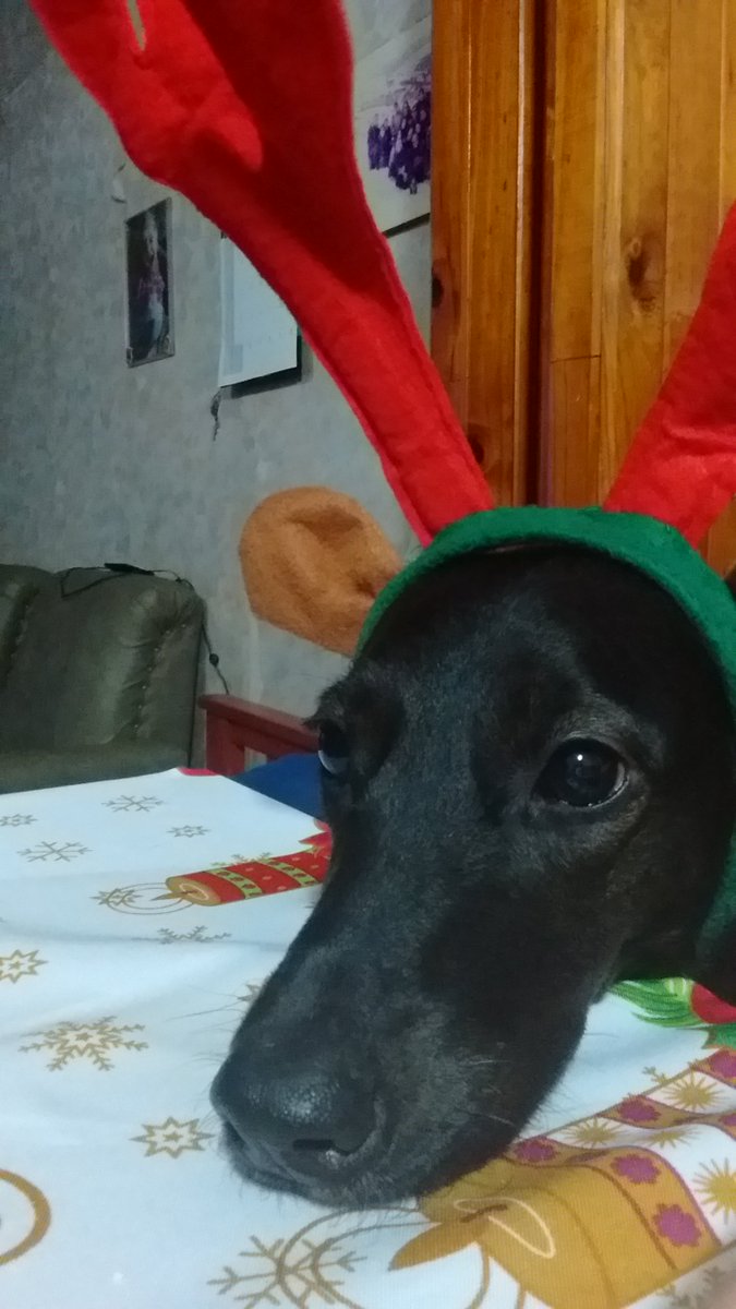 AliceAbigail_'s tweet photo. #ReDespiertos  esta es mi perrita, se llama pony y tiene 2 añitos <3 ���❤️ https://t.co/xLtTF63CTL