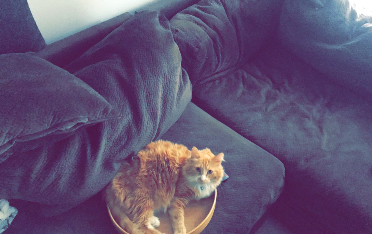RealFassaBear's tweet photo. Kitty logic: why sit on a extremely squishy comfy couch, when you can sit on a hard cold wooden tray!? 🤷🏻‍♀️😂🦁 #sillyfass #mufasa #kittylogic #ifitfitsisits https://t.co/lj6aN9VIeJ