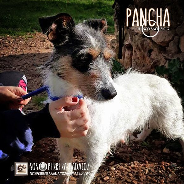 ritavon2's tweet photo. @SosPerreraBdjz 
 🆘🆘🆘 AYUDA URGENTE 
♀ PANCHA 💛 en #adopción •#acogida
🔴 Riesgo de sacrificio 🆘 #urgente 🏠
✉ Contacto ➤ sosperrerabadajoz@gmail.com
◼ Raza: Mestiza Jack Russell
◼ Edad: De2017
◼ Sexo:Hembra
◼Album de fotos➤ https://t.co/05Lv0P1n80

#panchaSOS https://t.co/2NN0lFLpbe