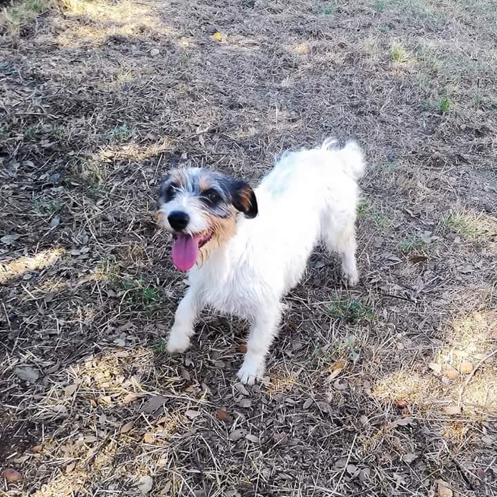 ritavon2's tweet photo. @SosPerreraBdjz 
 🆘🆘🆘 AYUDA URGENTE 
♀ PANCHA 💛 en #adopción •#acogida
🔴 Riesgo de sacrificio 🆘 #urgente 🏠
✉ Contacto ➤ sosperrerabadajoz@gmail.com
◼ Raza: Mestiza Jack Russell
◼ Edad: De2017
◼ Sexo:Hembra
◼Album de fotos➤ https://t.co/05Lv0P1n80

#panchaSOS https://t.co/2NN0lFLpbe