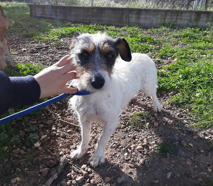 ritavon2's tweet photo. @SosPerreraBdjz 
 🆘🆘🆘 AYUDA URGENTE 
♀ PANCHA 💛 en #adopción •#acogida
🔴 Riesgo de sacrificio 🆘 #urgente 🏠
✉ Contacto ➤ sosperrerabadajoz@gmail.com
◼ Raza: Mestiza Jack Russell
◼ Edad: De2017
◼ Sexo:Hembra
◼Album de fotos➤ https://t.co/05Lv0P1n80

#panchaSOS https://t.co/2NN0lFLpbe