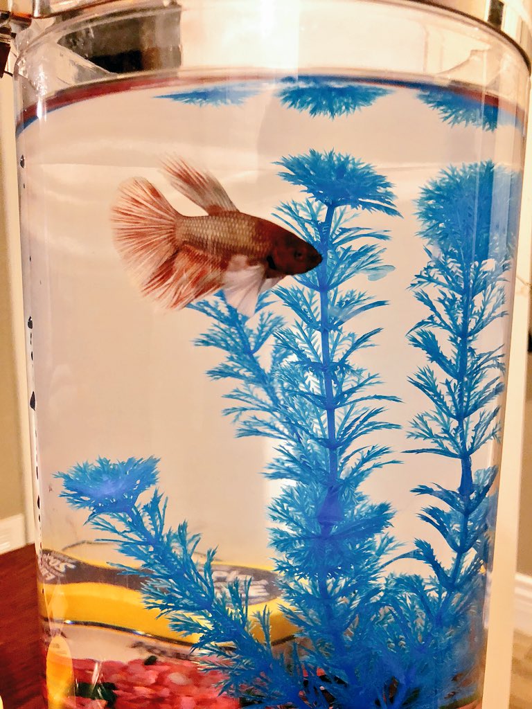 AbbieGoulet's tweet photo. Diggy (my old fish) sadly passed away at my parents while I was in Tennessee/Ohio this week 😔
But now welcome PJ, my new apartment fish 🐠
#RIPDiggy #HelloPJ https://t.co/n3I3uvvp0G