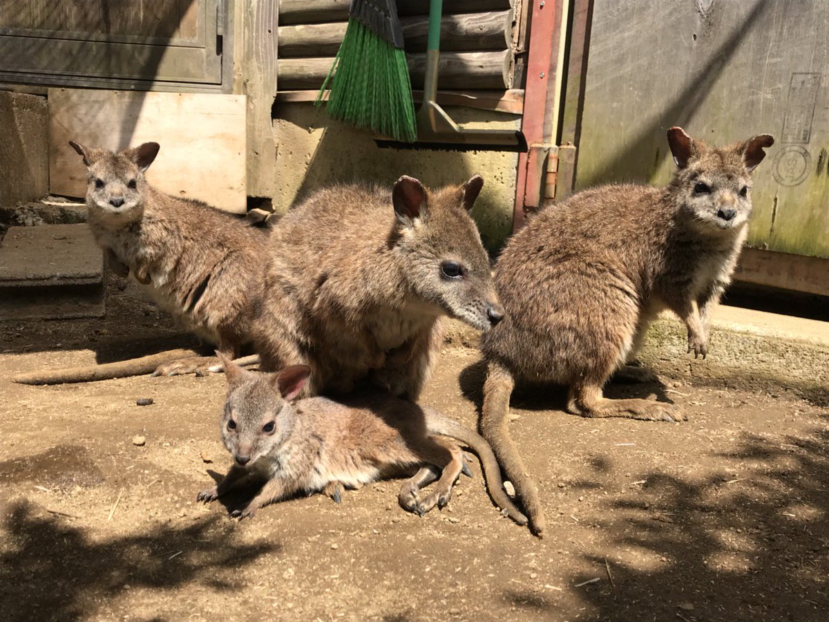 伊豆シャボテン動物公園公式ツイッター おはようございます パルマワラビー カンガルーの丘に住んでいます 他にも ベネットワラビー クロカンガルー さんがいるのですが その子たちの赤ちゃんと間違われることが多いです この機会におぼえて