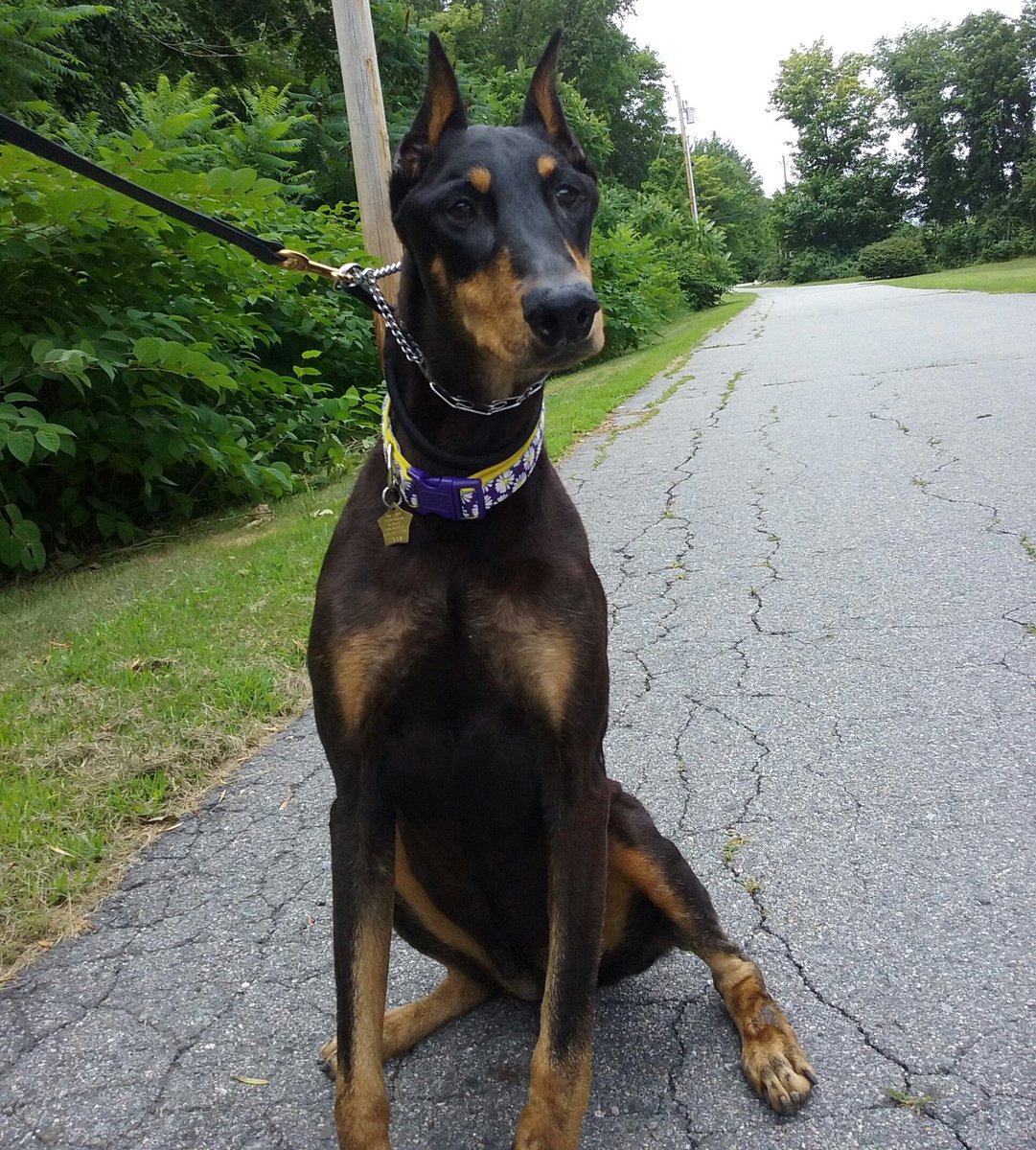 #doberman #shelterdog #animaltraining  #dogs #dogtrainer #dogtraining This is Roxy one of dogs I work with daily. She is 9 years old and is our resident 'Queen Bee' at Doberman Rescue Unlimited. She is sassy doesnt act her age and trots strutting her stuff. Available and awesome