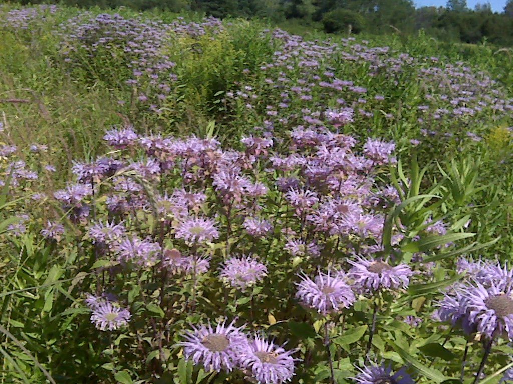 RELA_ESL's tweet photo. Take a stroll on Ottawa's lovely trails. Enjoy the meadows and wild flowers.
#myontario #myottawa #MyCanada #ourCountry #OurOttawa #ourcanada #tourism #travel #nature #canada #ottawa #ottcity #ontario https://t.co/WYRr50E7e8