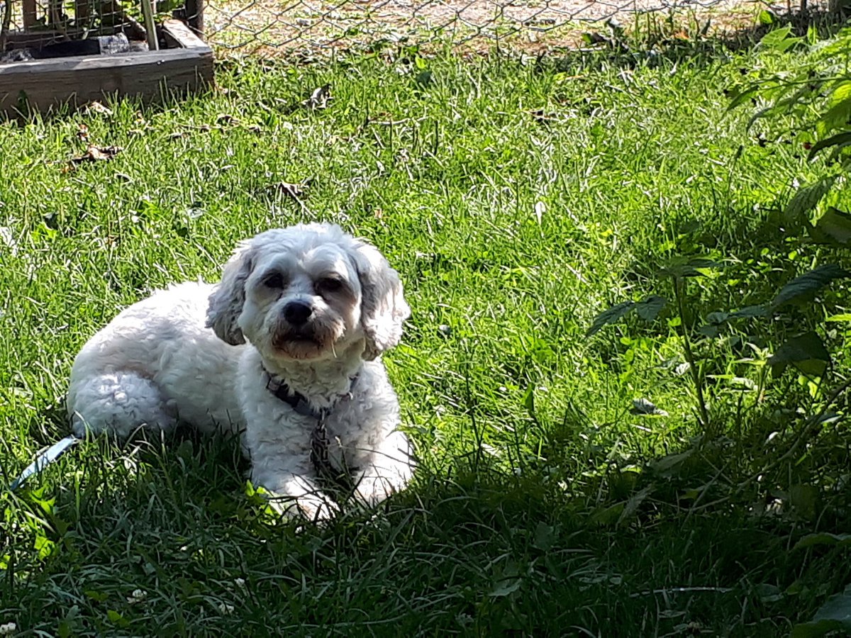 livingwithabuse's tweet photo. #dogsoftwitter content, rested and calm https://t.co/n5AiZ4jh62