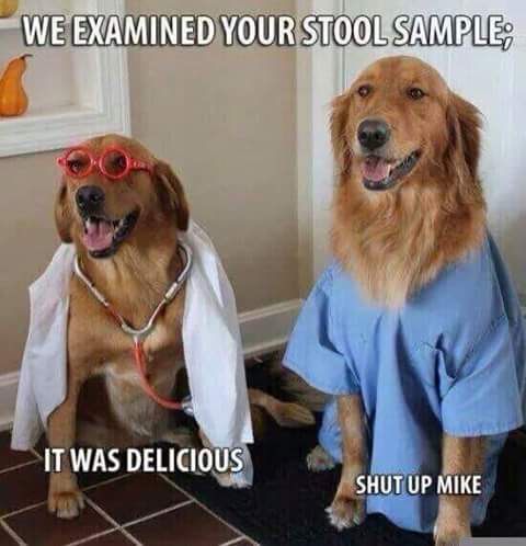 livingwithabuse's tweet photo. #dogsoftwitter .... shameful he he mmmm https://t.co/KaOZBLTJ2L