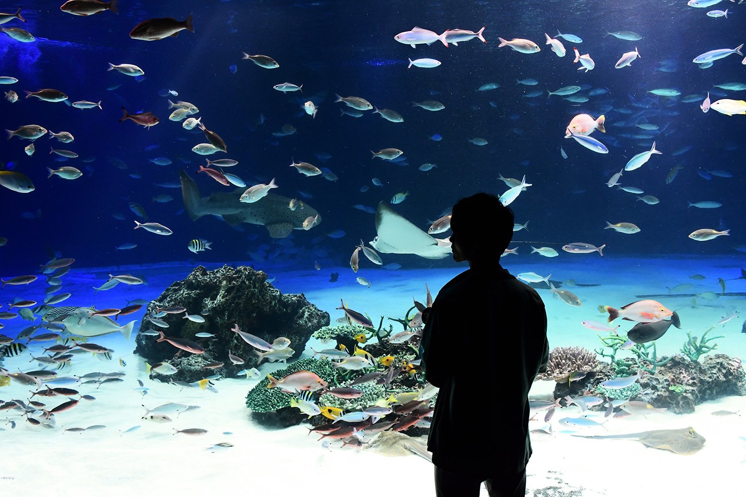 ニコンちゃん A Twitter 夏のカメラ散歩は 水の中を泳ぐ生き物に癒される 水族館 がおすすめ 大水槽 では 人物をあえてシルエットで撮るのも素敵 カメラに シルエット モードがあれば使ってみてね ニコン てくてくカメラ 水族館で夏を満喫 爽快感