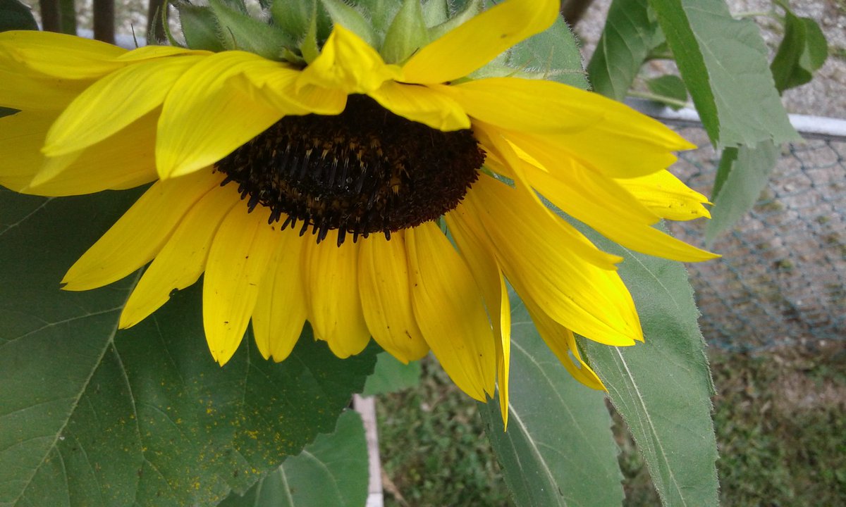 livingwithabuse's tweet photo. #sunflower beautifully home grown https://t.co/utW4wxFw5g