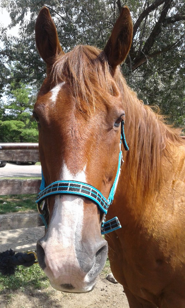 livingwithabuse's tweet photo. Here's looking at you kid x my friends horse x such a loving spirit x #Horses hes so wonderful https://t.co/ak0rX4Ce4Z