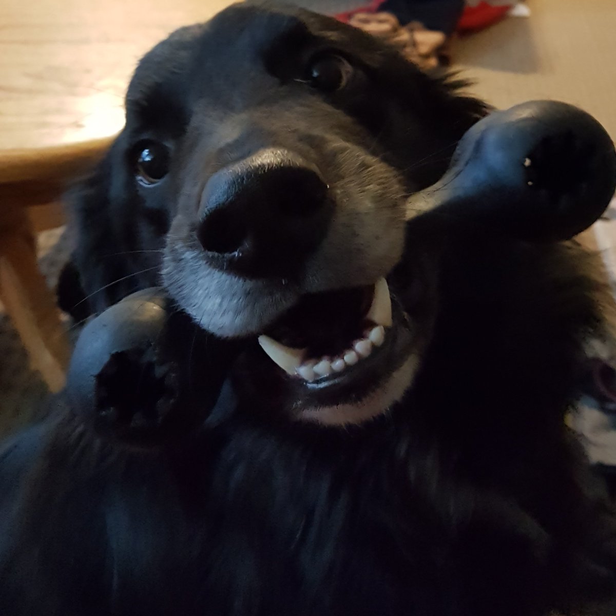 jaynepheare's tweet photo. This is our Trinket #criticalrole @LauraBaileyVO @matthewmercer #nerdynames https://t.co/a9ZZXLJa1q