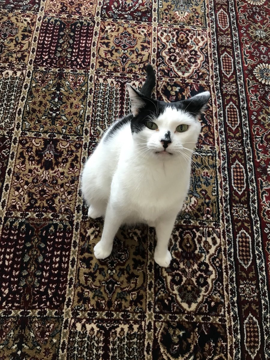 This is my roommates cat Columbus whomst I love 