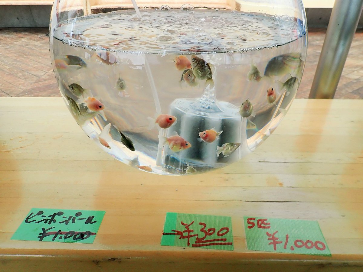 Uzivatel 公式 アクアマリンふくしま Na Twitteru 金魚まつり 夜店 金魚即売会は昨日までの予定でしたが 好評につき15日まで ミニ即売会 を開催します 開催時間 10時 15時 販売品種 水泡眼 ピンポンパール いわきフラッコ など 16時 18時30分には金魚 Uzivatel 公式 アクアマリンふくしま Na Twitteru 金魚まつり 夜店 金魚即売会は昨日までの予定でしたが 好評につき15日まで ミニ即売会 を開催します 開催時間 10時 15時 販売品種 水泡眼 ピンポンパール いわきフラッコ など 16時 18時30分には金魚