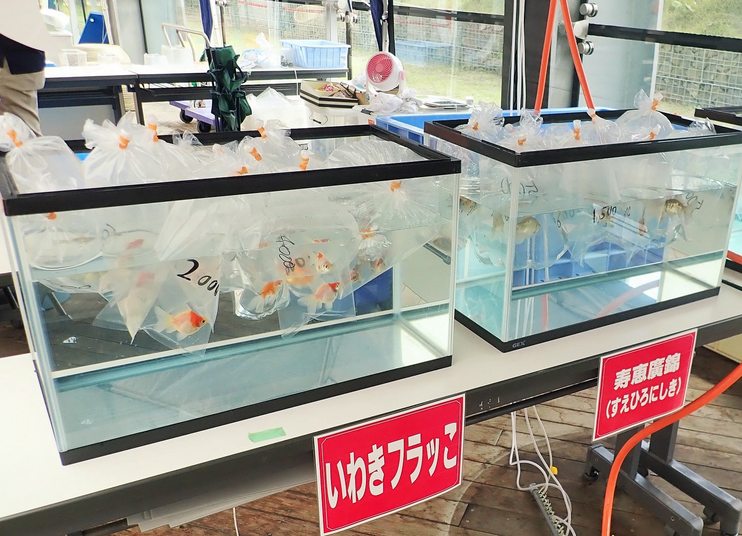 公式 アクアマリンふくしま 在 Twitter 上 金魚まつり 夜店 金魚即売会は昨日までの予定でしたが 好評につき15日まで ミニ即売会 を開催します 開催時間 10時 15時 販売品種 水泡眼 ピンポンパール いわきフラッコ など 16時 18時30分には金魚すくいなどが