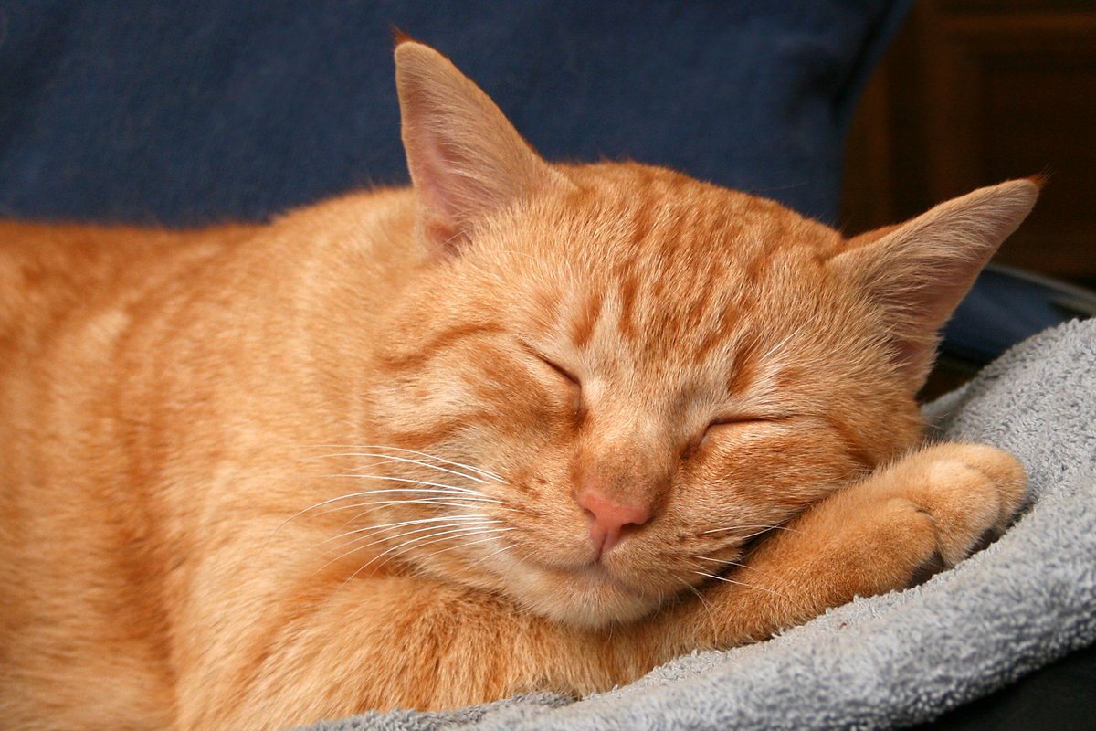 schalke_usa's tweet image. I'm so exhausted right now. It's been a very strenuous day for me. It's time to throw in the towel early and get some sleep at long last. Good night, my friends. Have a great work week ahead. Namaste! #NoSleepUntilBedtime #ItsBedtime