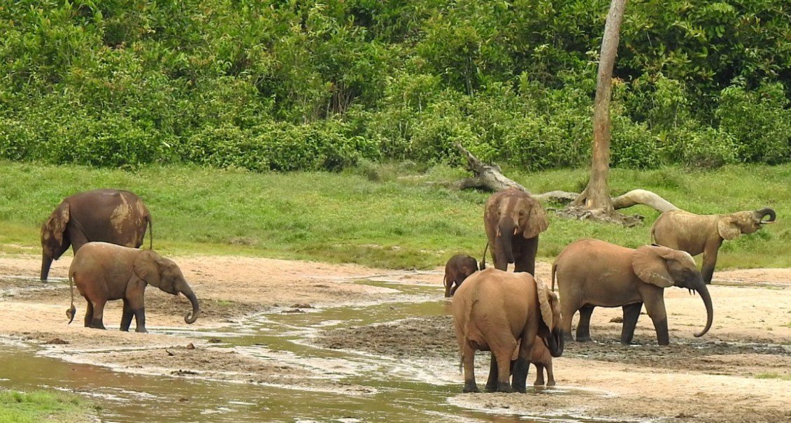wildtechMB's tweet photo. It's World Elephant Day--DNA shows forest &amp; savanna elephants are distinct species that hybridize when big males travel to find new females &amp; move DNA around. Go males!  Forest ellies are HUUGEly important for dispersing large rainforest tree seeds. https://t.co/JwDxOAbc9J https://t.co/EnW9t7jKQv