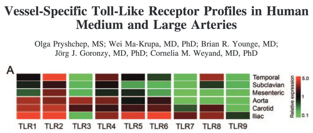 9/ Amazingly, blood vessels express different pathogen-sensing toll-like receptors (TLRs) and therefore respond differently. Vessels located around the gut may be primed to deal with different pathogens than those around the head. How cool is that! ncbi.nlm.nih.gov/pubmed/18765390