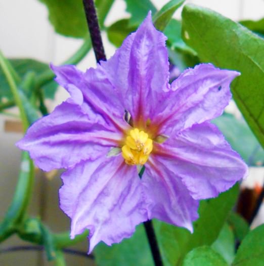 Saioh Trad Saiohandtrad Twitter