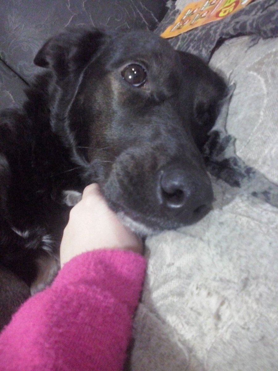 AliceAbigail_'s tweet photo. #ReDespiertos  esta es mi perrita, se llama pony y tiene 2 añitos <3 ���❤️ https://t.co/xLtTF63CTL