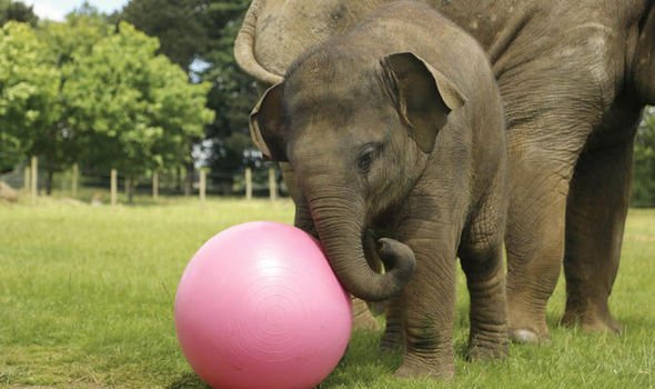 EmergElephants's tweet photo. https://t.co/tQm7Z2tCEn