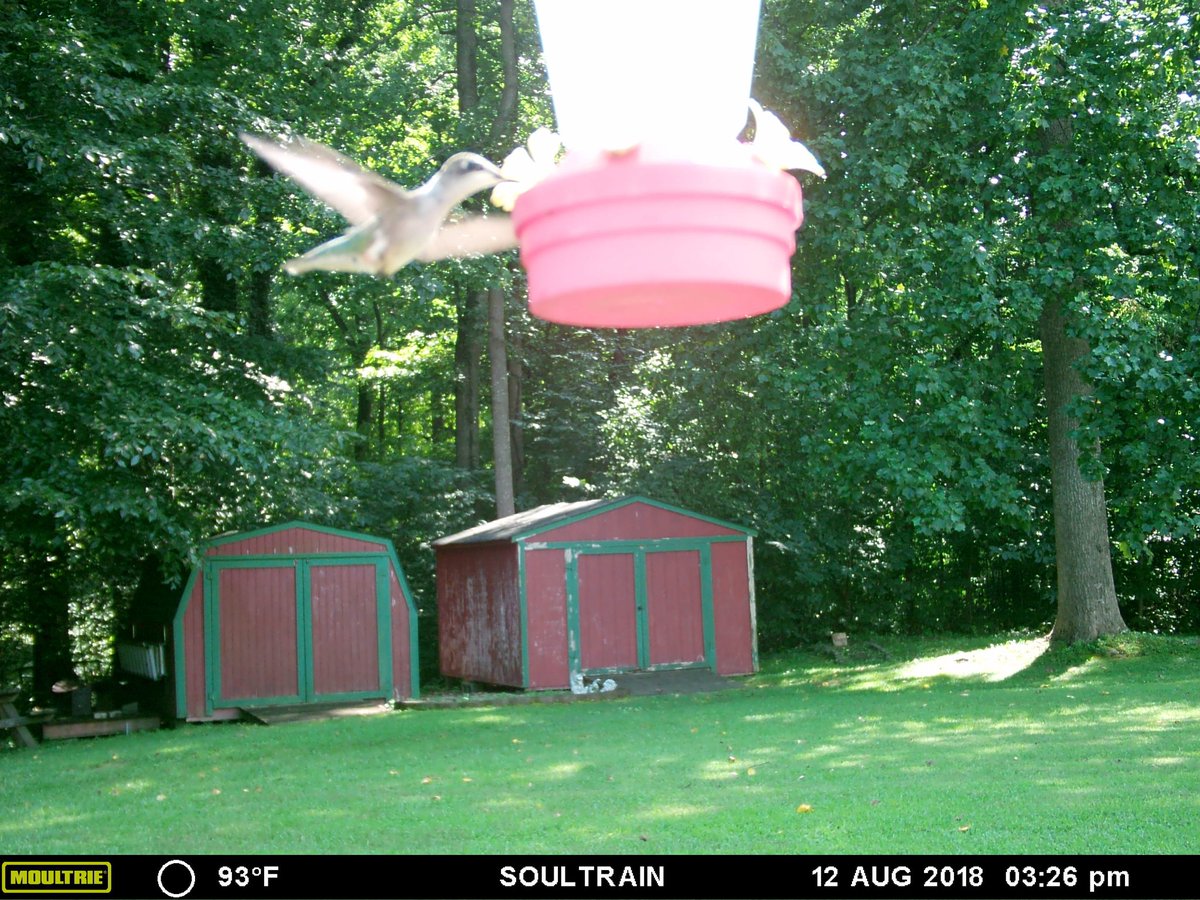 Tried a little something different today 
#trailcamology <a href="/Moultrie/">Moultrie Products</a>