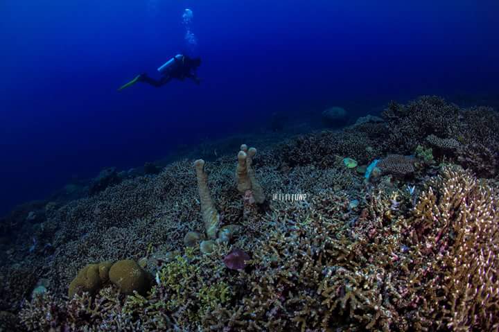 cempakatrvl's tweet photo. #Labengki #Island #Underwater, South East #Sulawesi, #Indonesia.
Get best #Diving #Experience with Local Experienced #Tour #Operator : https://t.co/WpaHaXrCAo
#sulawesi_experience #labengki #island #scubadiving #dive #vacation #holiday #trip #travel #beach #traveling #tourism https://t.co/AxB5FTqFP4