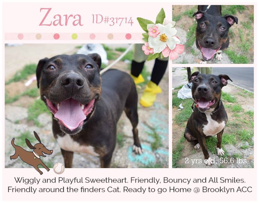 nasrene41's tweet photo. PRETTY #ZARA A #RETURN IS FRIENDLY, AFFECTIONATE, NEEDS A REAL FAMILY TO LOVE! SHE HAS BEEN CONDEMNED BY #NYCACC FOR A TREATABLE #COLD!
#RESCUEDOGS #FOREVERHOME #FOSTER #ADOPT #CIRDC #GetYourRescueOn #EndBSL #BLACKDOGSROCK #NYCHumaneMovement #SaveZARA
https://t.co/owSyBG5kh1 https://t.co/qMoJAJEHw9