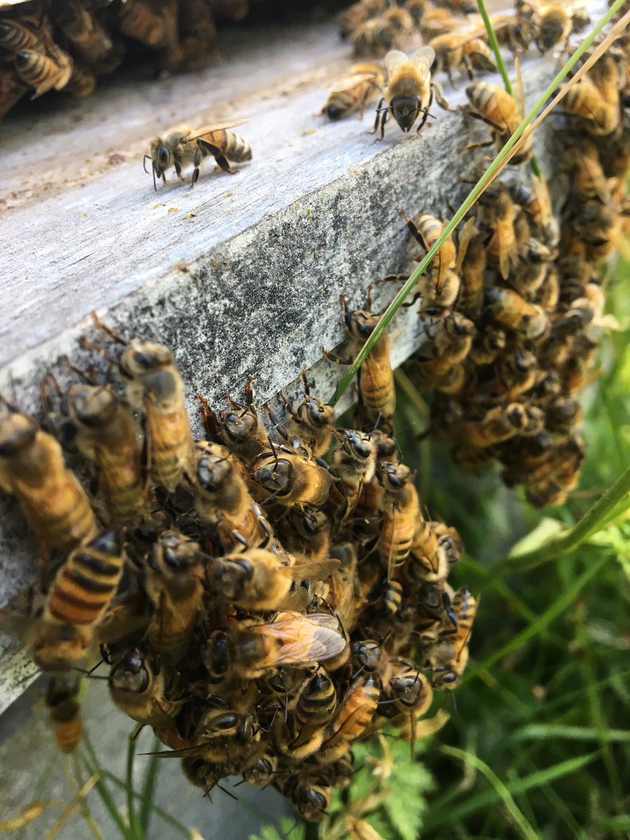 WildBeeApiary's tweet photo. Bees 🐝 bearding. Normally this happens on hot summer days . https://t.co/2r6Ajmb0ld