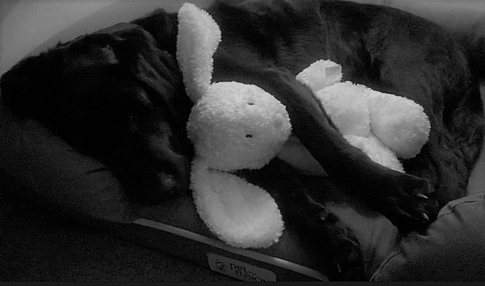 GoldretrieverUS's tweet photo. @dog_rates @amprivali It's a nice sofa== has a bunny🤔 Interesting🤣
#Goldenretrievers #RetrieverNetwork #Dogcelebration #landofd https://t.co/MY541vCEU8