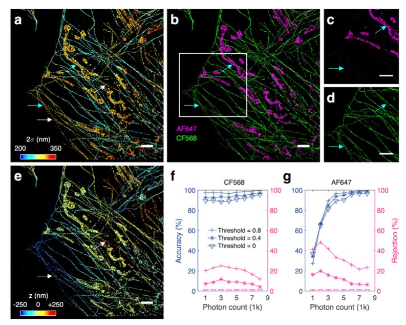 mmw_lmw's tweet image. #Single_Molecule_Localization_Microscopy | Data-Driven #Artificial_Neural_Networks enhance Positioning | Ke Xu @UCBerkeley @biorxivpreprint buff.ly/2vD9vf2117