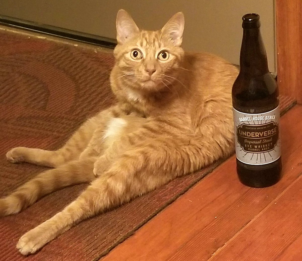 DjMiloKat's tweet photo. #SundayFunday #catsontap #BeerCat @MastheadBrewing @CatsOnTap https://t.co/8JRcZeuOjF