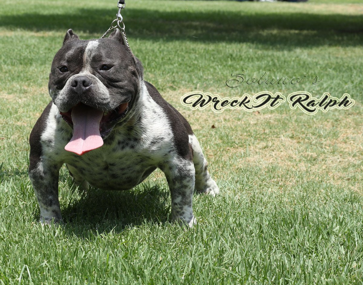 roach_solano's tweet image. Wreck-It Ralph open for stud #CCBC #SOLANOSBULLYS  #studservice