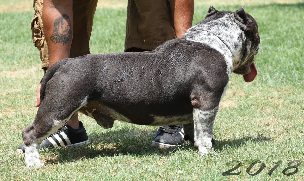 roach_solano's tweet image. Wreck-It Ralph open for stud #CCBC #SOLANOSBULLYS  #studservice