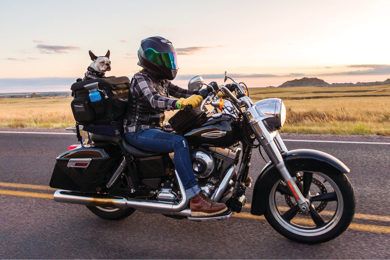 Accela バイク記事紹介 犬をバイクに乗せれる キャリーシートバッグ バイクから外しても ペットキャリーバッグとしても使用可能 これで愛犬とツーリング出来る T Co L0m0pyigba T Co Dkgrgidstq Twitter