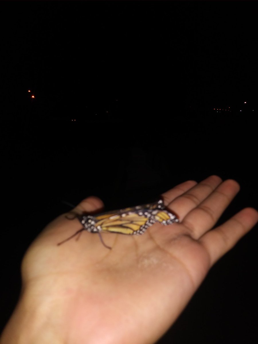 MonarchWatchers's tweet photo. I stopped by the Morton Freshmen Center to leave my Monarch that I found at Calumet Beach into our Monarch Butterfly garden. It had a broken wing. @bio_otoole https://t.co/TuU4vYW8wX